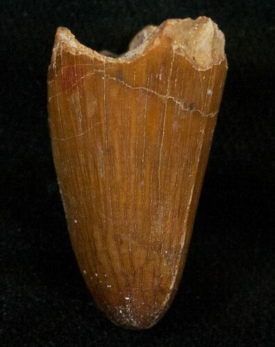 Cretaceous Fossil Crocodile Tooth - Morocco #17102